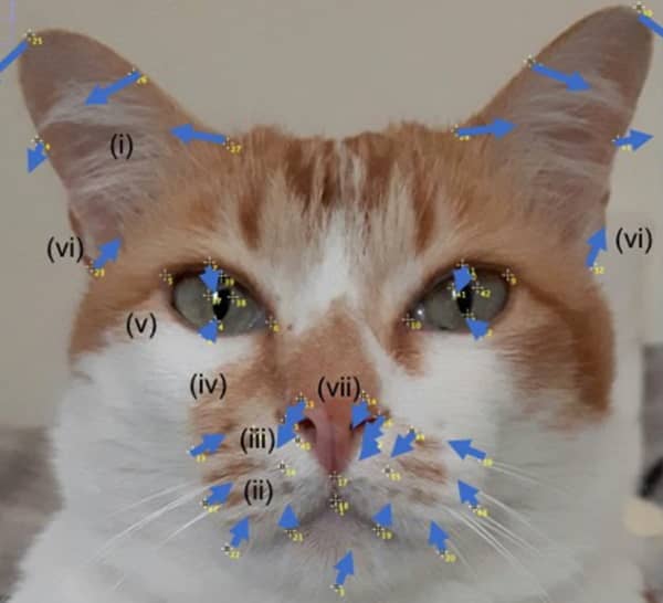 痛みを感じている時の猫で見られる典型的な表情筋の変化