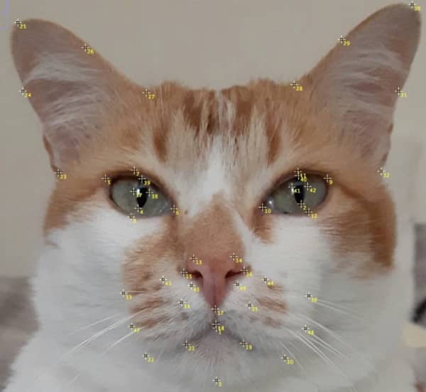猫の表情を解析するため顔の中に設置された48箇所におよぶランドマーク
