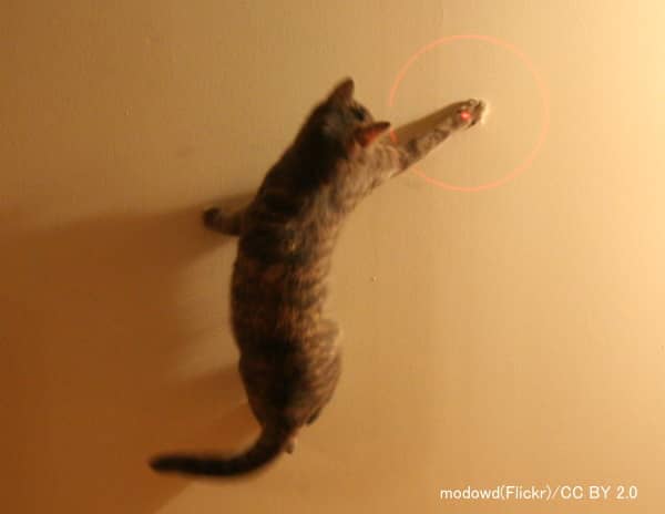物理的に接触できないレーザーポインターは猫のストレス源になりうる