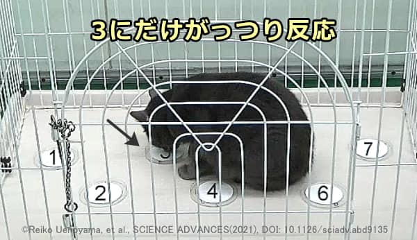 技術的な問題からこれまで注目されてこなかった「ネペタラクトール」が猫の陶酔成分?