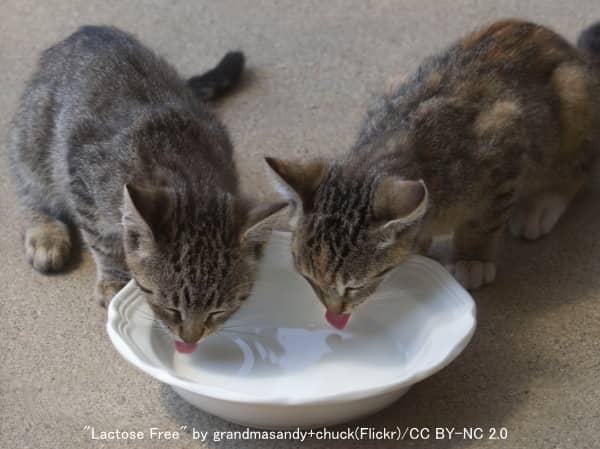 お皿の水を飲む2頭の猫