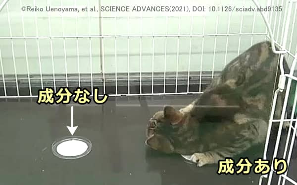 猫はネペタラクトールを染み込ませた紙に強い反応を見せる