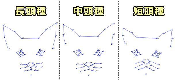 骨格から分類した猫の顔の代表的な3タイプ～短頭種・中頭種・長頭種