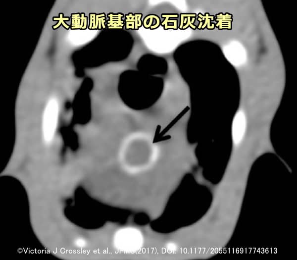 ビタミンD過剰症により大動脈基部に石灰が沈着した猫のCT画像