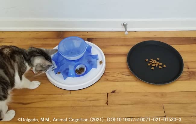 エサを自由に取れるお皿と努力を要するパズルフィーダーでは猫たちは前者を選ぶ