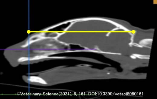 猫の頭蓋骨の形態学的指標～CL