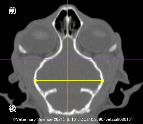 猫の頭蓋骨の形態学的指標～CW