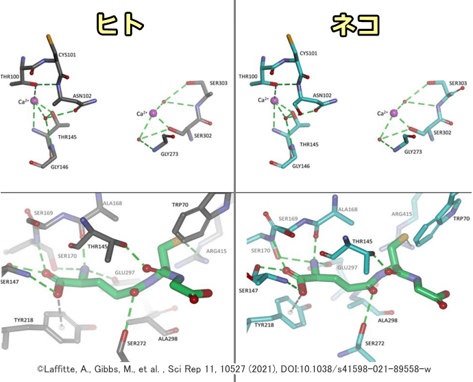 ネコとヒトのカルシウム感受性受容器は構造的にも機能的にもほぼ同じ