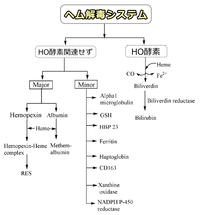 哺乳動物の体内における遊離ヘムの解毒システム