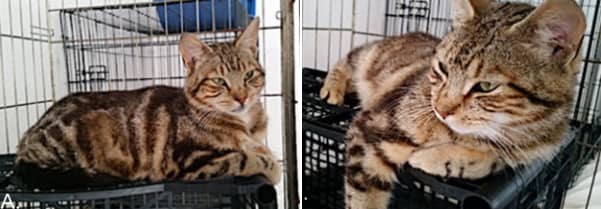 猫のエソグラム~「満足」という文脈で見られる行動目録