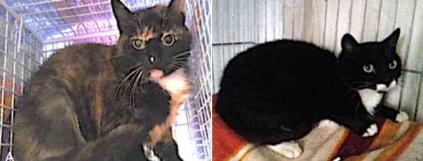 猫のエソグラム~「恐怖」という文脈で見られる行動目録
