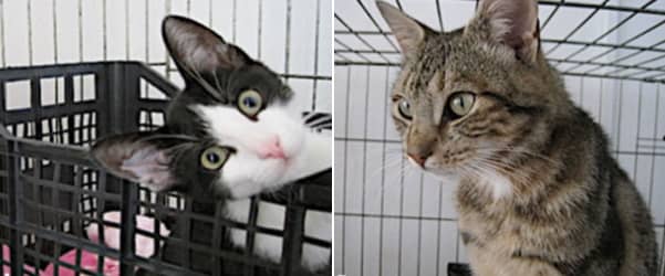 猫のエソグラム~「興味」という文脈で見られる行動目録