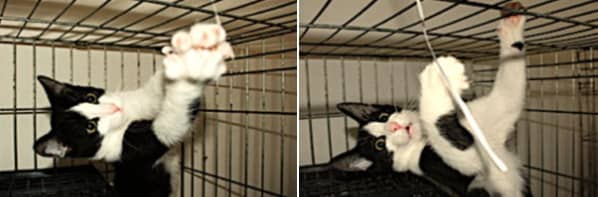 猫のエソグラム~「喜び・遊び」という文脈で見られる行動目録