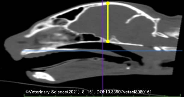 猫の頭蓋骨の形態学的指標～EHC