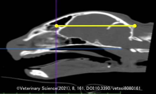 猫の頭蓋骨の形態学的指標～ELC
