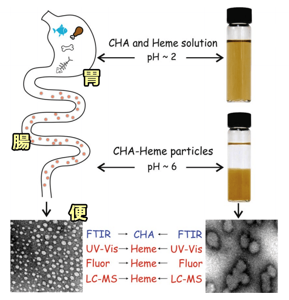 猫の消化管内で炭酸ヒドロキシアパタイトとヘムの複合体が形成される際の模式図