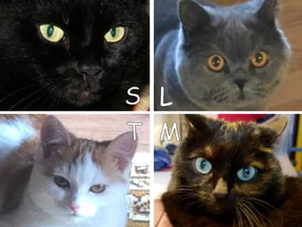 遊離ヘムの解毒代謝試験に参加した4頭の猫たち