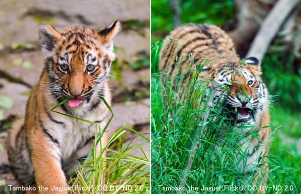 猫に限らずネコ科動物は普通に草を食べる