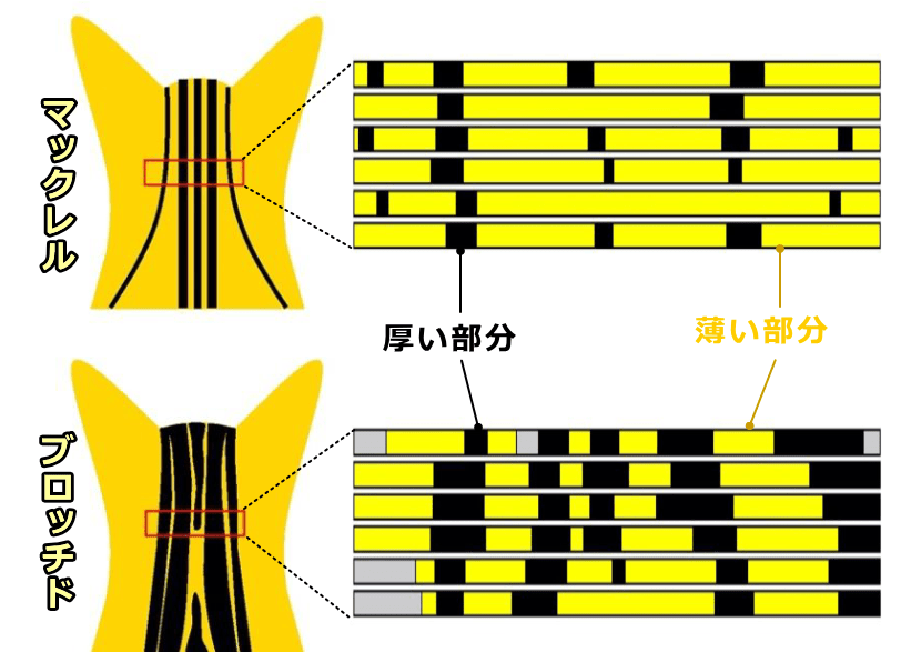 タビーパターンを有する猫の皮膚における発生初期の組織学的特徴