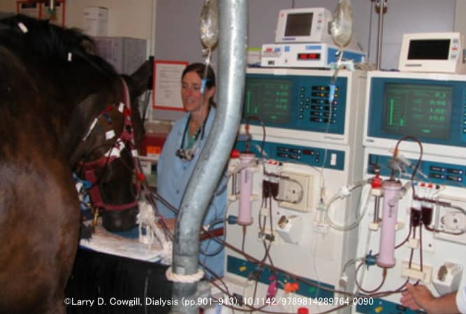 馬に対する血液透析治療の様子