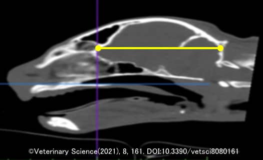 猫の頭蓋骨の形態学的指標～ILC
