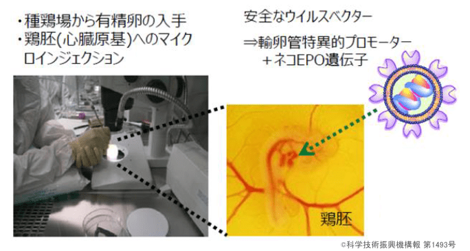 猫専用エリスロポエチン製剤の特徴と効果～慢性腎不全末期における腎性貧血治療の選択肢として