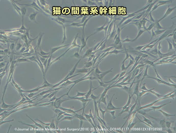 猫の間葉系幹細胞（MSC）の顕微鏡所見