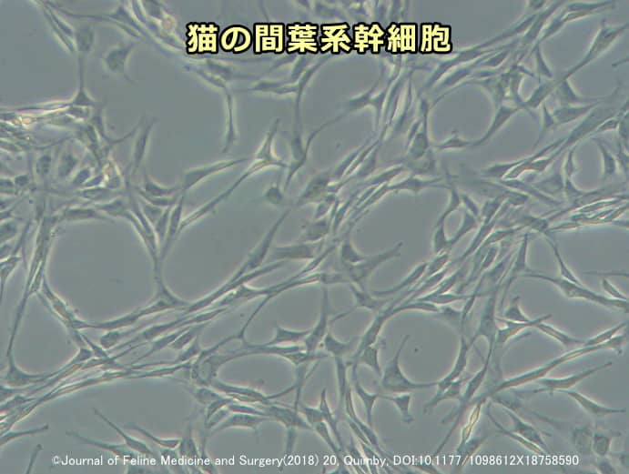 猫の間葉系幹細胞(MSC)の顕微鏡所見
