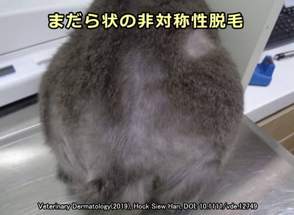 猫ジラミに寄生された猫の被毛で見られるまだら状の非対称性脱毛
