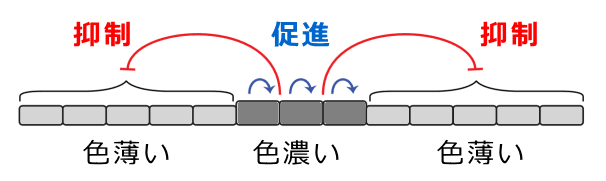 反応拡散モデルによる猫のタビーパターン形成模式図