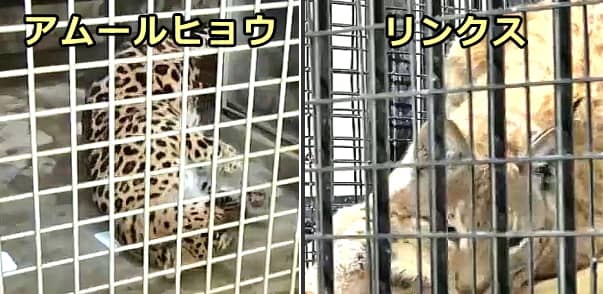 大型ネコ科動物でもネペタラクトールに対してイエネコと同じ反応が見られる