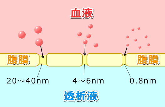 腹膜透析において半透膜として機能する腹膜の模式図