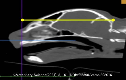 猫の頭蓋骨の形態学的指標～SL