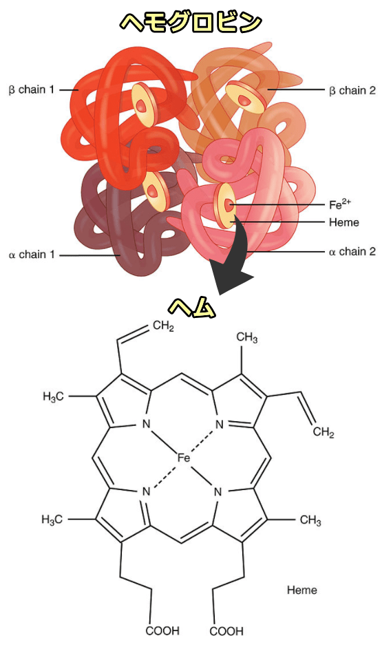 ヘモグロビンとヘム（プロトポルフィリンIX） の分子構造模式図