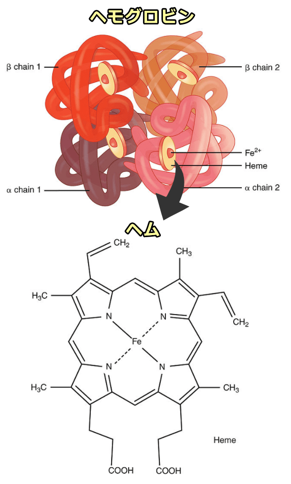 ヘモグロビンとヘム(プロトポルフィリンIX) の分子構造模式図