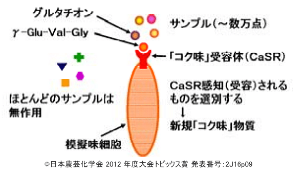 受容体技術を用いれば実験室内に人工的な味覚細胞を再現できる