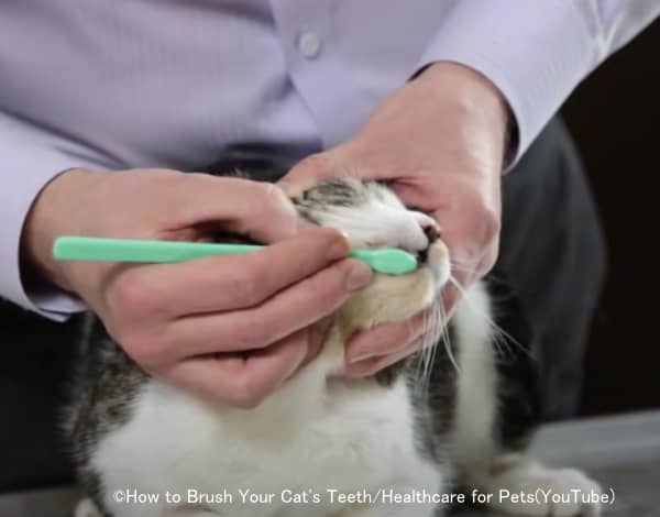 猫の歯周病を予防するためには日常的な歯磨きが必要