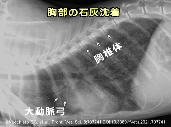 ビタミンD過剰症の猫における大動脈弓および胸椎体の石灰化