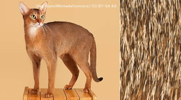 猫の模様と色 完全ガイド 遺伝子から見る毛のカラーパターン一覧リスト 子猫のへや