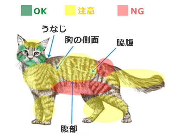 猫の体を触るときは好きな場所と嫌いな場所を把握することが重要