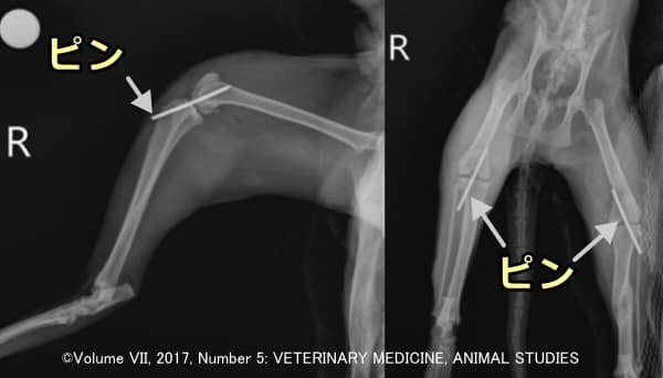可動域制限を目的に猫の膝関節に用いられた関節貫通ピン