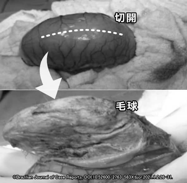 猫の胃から取り出された巨大な毛球(trichobezoar)