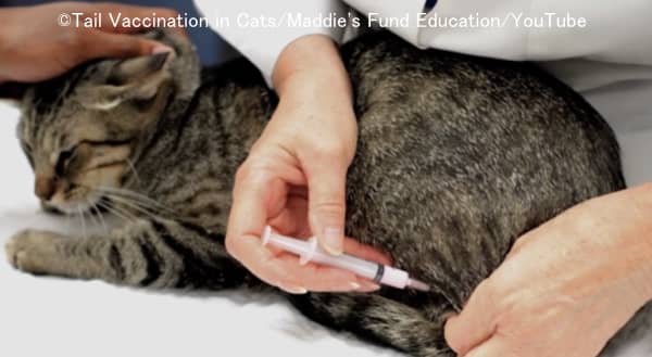 ワクチン接種を受ける猫