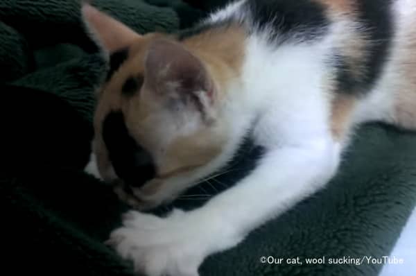 猫における異食症の典型例であるウールキング(羊毛吸い)