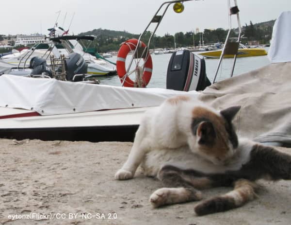 猫からヒトへのレプトスピラ感染例~無責任な放し飼いが人獣共通感染症を広める
