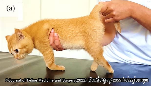 挿入性脊髄損傷から1日後における猫の荷重不全
