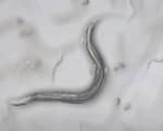 がん患者のVOCに反応する線虫の一種「C. elegans」