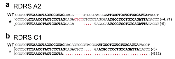 ゲノム編集技術（TALEN）によって遺伝子をノックアウトされたCRFK