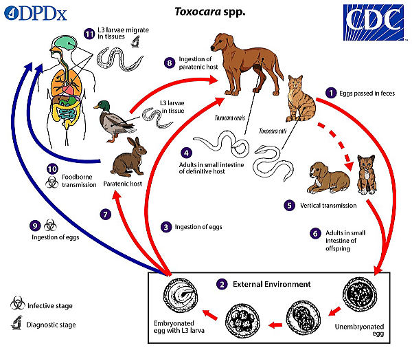 回虫の生活環（ライフサイクル）と宿主との関係概略図