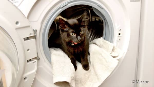 乾燥機を使用する前に中に猫がいないかどうかを必ず確認すること